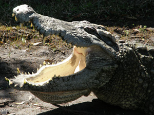 croc