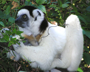 lemur