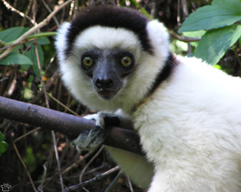 lemur