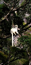 lemur