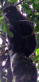 lemur