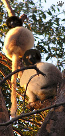 lemur