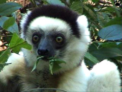 lemur