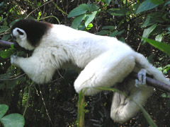 lemur