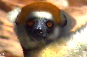 lemur