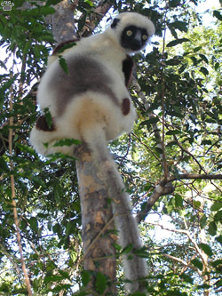 lemur