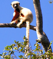 lemur