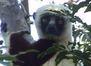 lemur