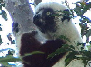 lemur