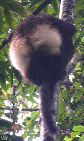 lemur