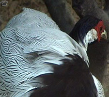 bird