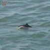 dolphin