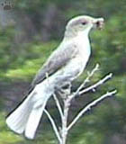 bird