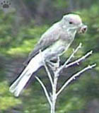 bird