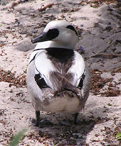 smew