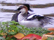 smew2