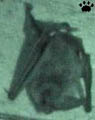 bat