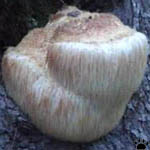 fungus