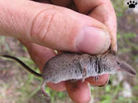 vole
