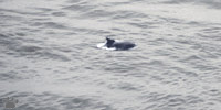 dolphin