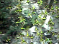 birds