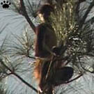 monkey