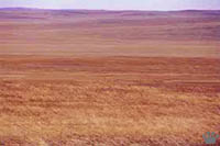 steppe