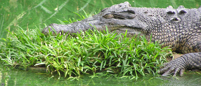 croc
