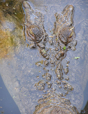 croc
