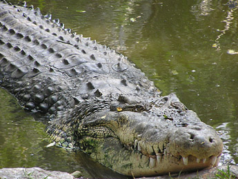 croc