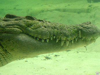 croc