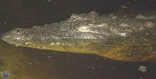 croc