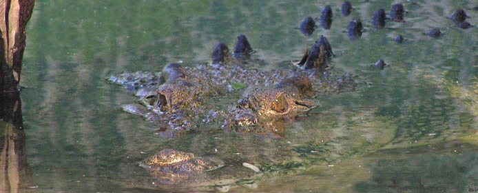 croc