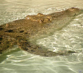 croc