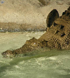 croc