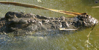 croc