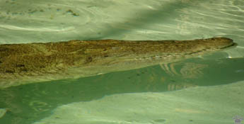 croc