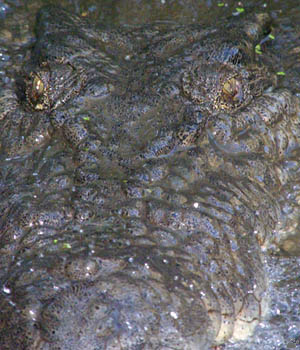 croc