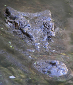 croc