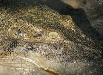 croc