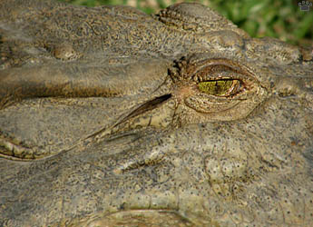 croc