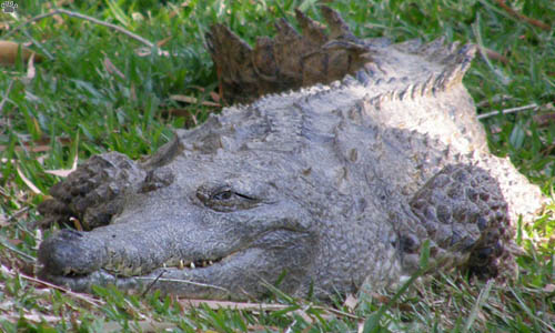 croc