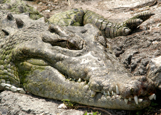 croc