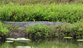 gator