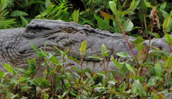 gator