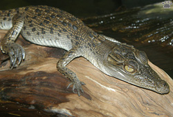 croc