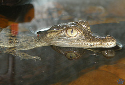croc