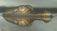 croc