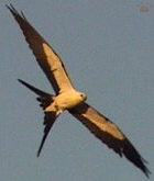 bird