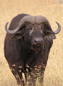 buffalo